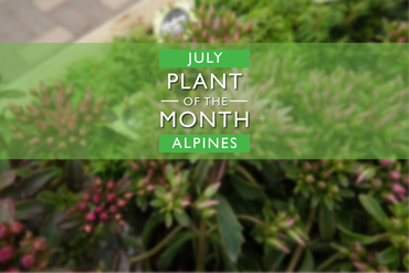 Plant of the Month: July