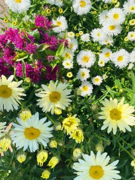 Plant of the Month: July