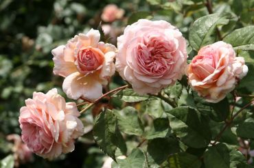 Plant of the Month: June