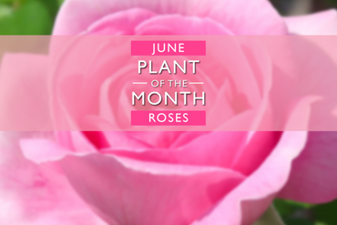 Plant of the Month: June
