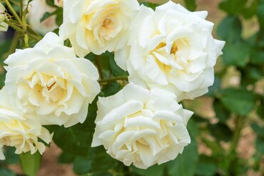 Plant of the Month: June