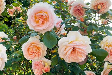 Plant of the Month: June