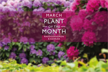 Plant of the Month: March
