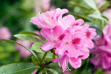 Plant of the Month: March