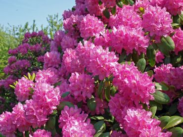 Plant of the Month: March