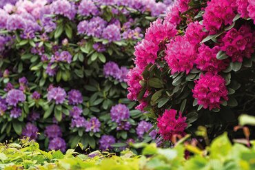 Plant of the Month: March