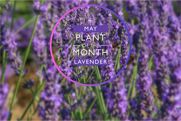 Plant of the Month: May