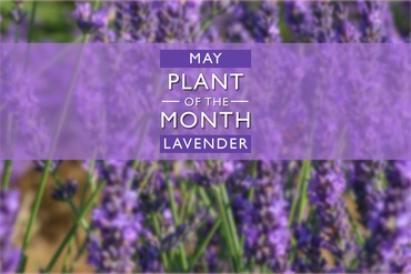 Plant of the Month: May