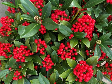 Plant of the Month: November