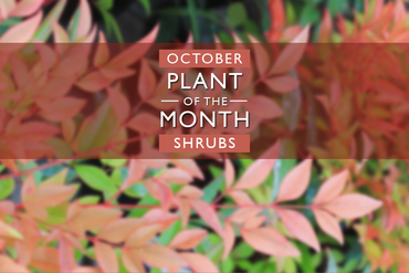 Plant of the Month: October