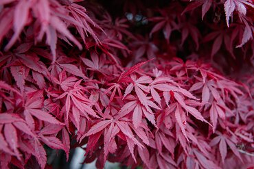 Plant of the Month: October