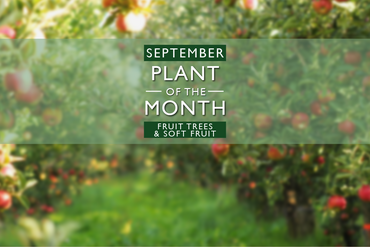 Plant of the Month: September