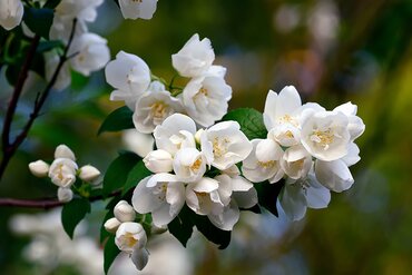 Plant of the Month: September