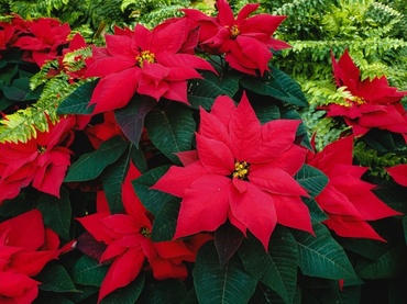 Popular Christmas Flowers