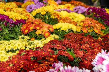 The best flowers for autumn colour