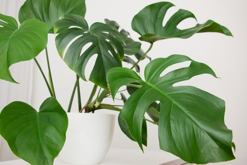 The Best Tips for a Stunning Monstera - Garsons