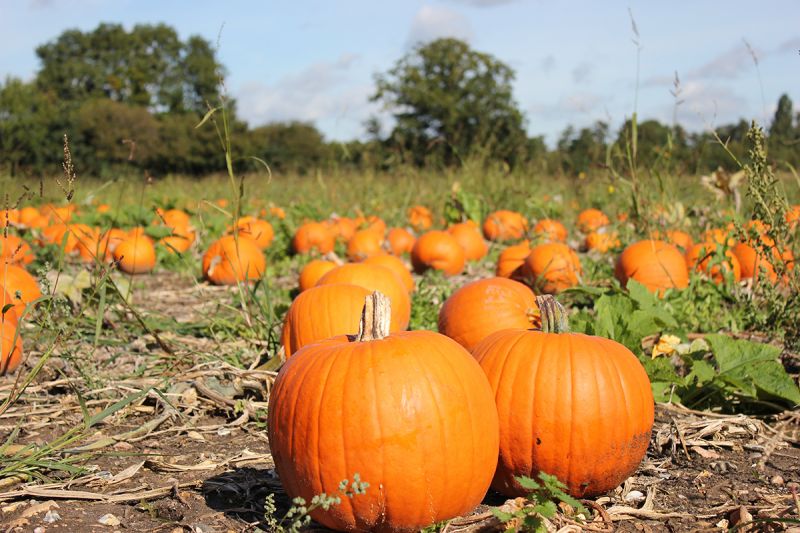 Pumpkin Picking in Surrey | Things to Do 2022