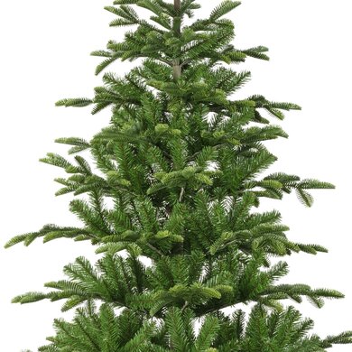 Balsamea Fir 1.8m - image 2