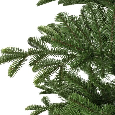 Balsamea Fir 1.8m - image 3