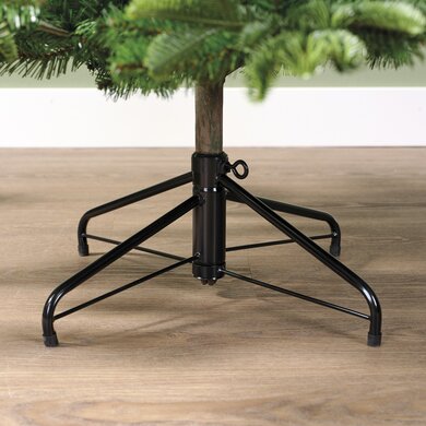 Balsamea Fir 1.8m - image 5