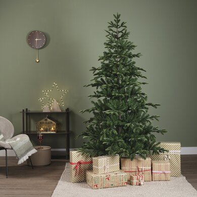 Balsamea Fir 2.1m - image 4