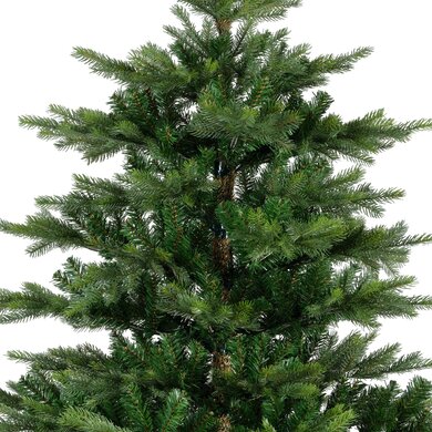 Grandis Fir 1.5m - image 2