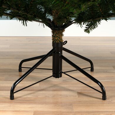 Grandis Fir 1.5m - image 3