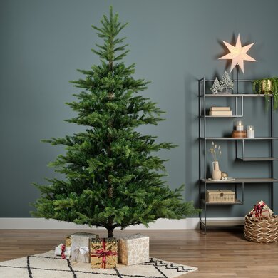Grandis Fir 1.5m - image 4