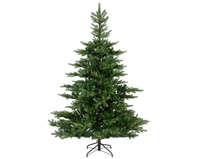 Grandis Fir 1.5m - image 1