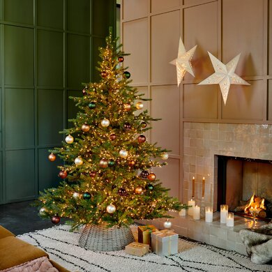 Grandis Fir 2.1m - image 3