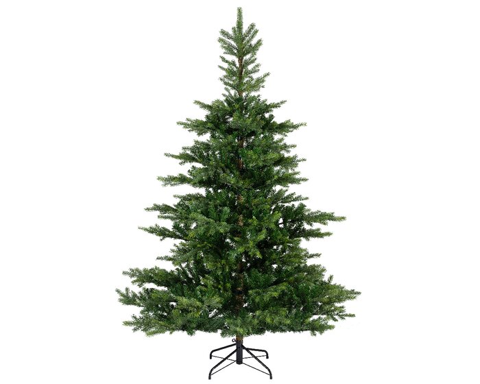 Grandis Fir 2.1m - image 1