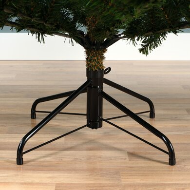 Grandis Fir 2.4m - image 2