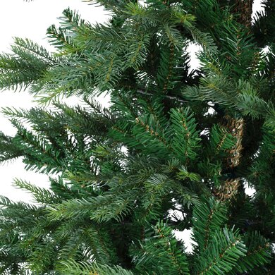 Grandis Fir 2.4m - image 4