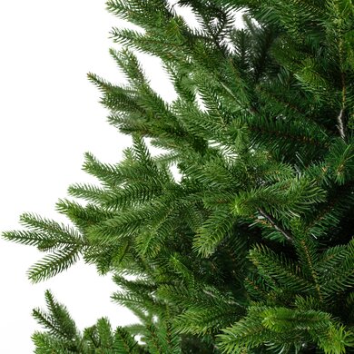 Nordman Fir 2.1m - image 3