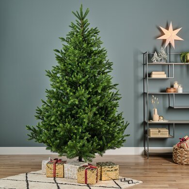 Nordman Fir 2.1m - image 4