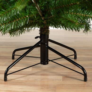 Nordman Fir 2.1m - image 5