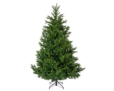 Nordman Fir 2.1m - image 1