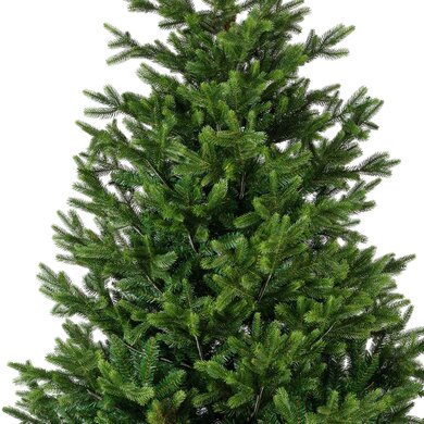 Nordmann Fir 1.8m - image 2