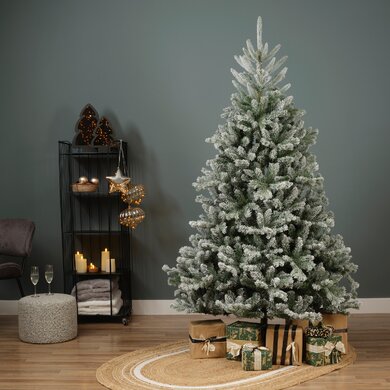 Snowy Alba Fir 2.4m - image 3