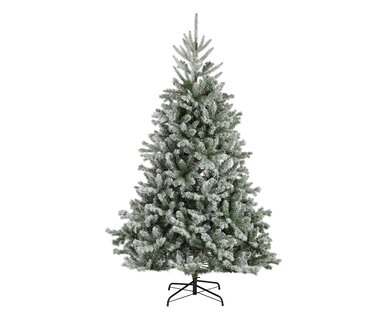 Snowy Alba Fir 2.4m